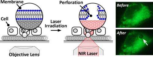 Carbon nanotubes and near-infrared lasers promise a cost effective solution for cell membrane manipulation
