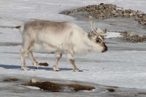 Extreme weather in the Arctic problematic for people, wildlife