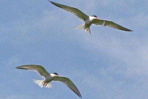 Preserving Crucial Tern Habitat in Long Island Sound