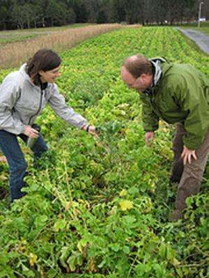 Research reveals true value of cover crops to farmers, environment