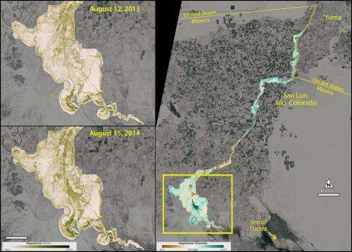 Satellite sees green-up along Colorado River's Delta after experimental flow