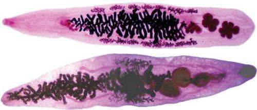 Scientists crack the code of a cancer-causing parasite