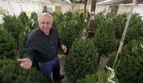 Scientists target mess from Christmas tree needles