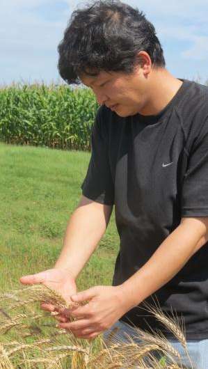 Scientist uses SDSU technology to improve Korean wheat