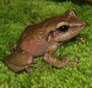 Study suggests global warming causing changes to the pitch of frog calls in Puerto Rico