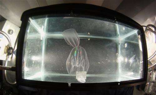 Unique floating lab showcases 'aliens of the sea'
