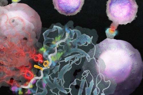 Researchers discover immune system's rules of engagement
