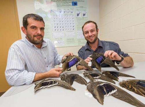 Researchers study species differentiation of ducks