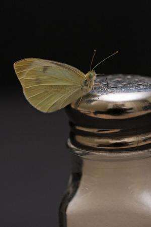Study investigates impact of road salt on butterflies
