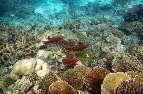Older coral species are hardier than newer ones