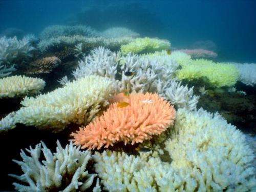 An undated handout photo received from the Australian Institute of Marine Science on October 2, 2012 shows bleaching on a coral 