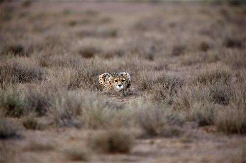 Iran tries to save Asiatic cheetah from extinction
