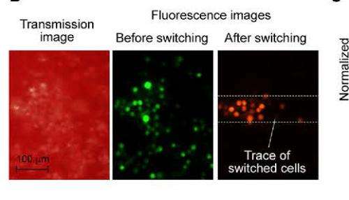 New technology using florescent proteins tracks cancer cells circulating in the blood