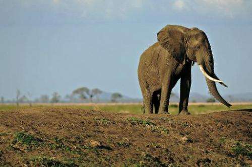 Picture taken on October 14, 2013 shows an elephant in Mikumi National Park, which borders the Selous Game Reserve in southern T