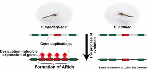 Researchers decipher genetic mechanism that makes the midge invulnerable to harsh conditions