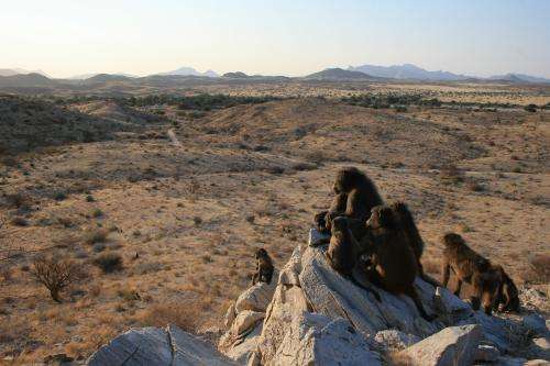 Researchers show that bold baboons learn to solve tasks from other baboons