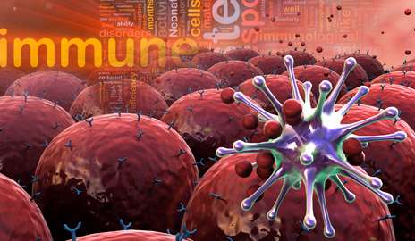 Research team implants human innate immune cells in mice