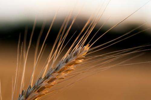 Scientists complete chromosome-based draft of the wheat genome
