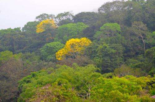 Smithsonian scientists discover tropical tree microbiome in Panama