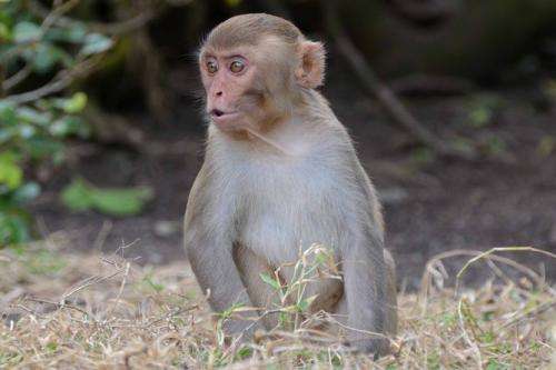 When it comes to recognising family, you can't make a monkey out of a macaque