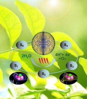 Study yields first snapshots of water splitting in photosynthesis