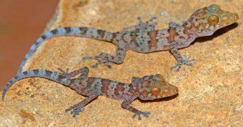 A new species of nocturnal gecko from northern Madagascar