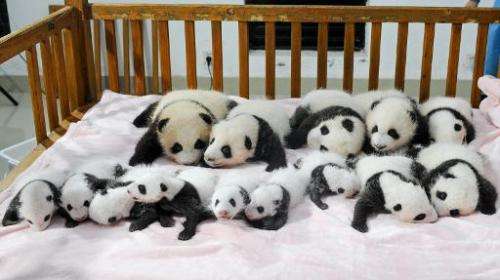 File photo taken on September 23, 2013 shows new-born panda cubs in a crib at the Chengdu Research Base of Giant Panda Breeding 