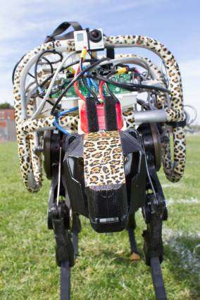 New algorithm enables MIT cheetah robot to run and jump, untethered, across grass