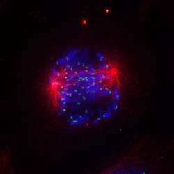 New insight into cancer defense mechanism