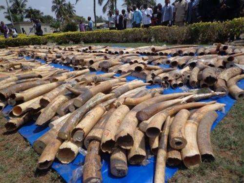 Picture taken on February 4, 2014 shows a haul of ivory at the security ministry in Togo's capital Lome seized at the city's aut