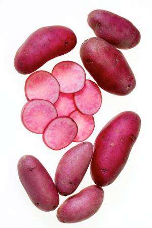 Scientists have bred and released colorful new varieties of potato