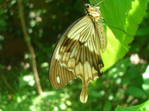 Scientists unravel the genetic secrets of nature's master of mimicry
