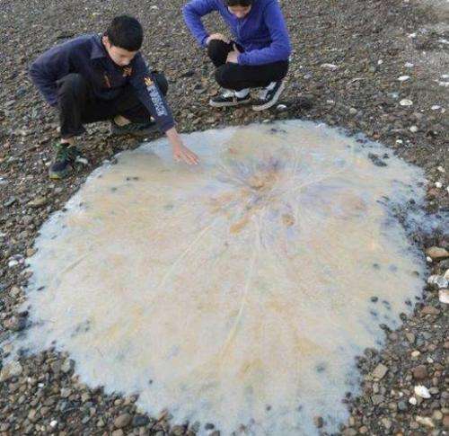 A 1.5-m new species of giant jellyfish that washed up on a beach near Hobart in Tasmania, pictured on February 6, 2014