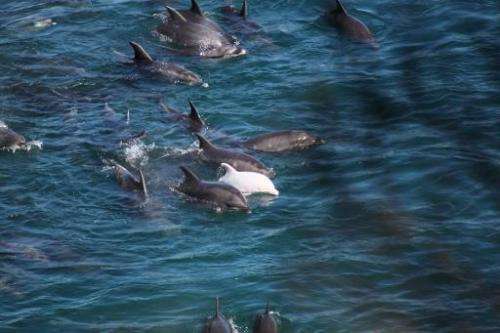 A baby albino bottlenose dolphin is shown with its mother being driven into a cove with other dolphins before being caught and s