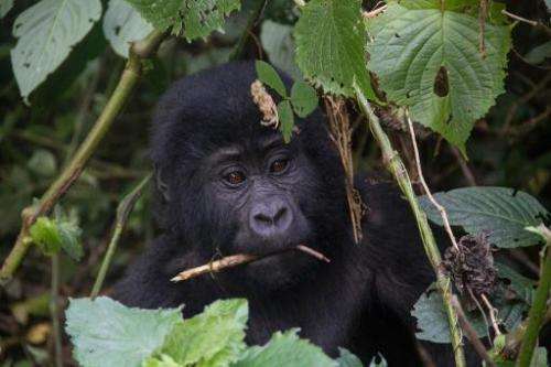 A baby moutain gorilla is seen during a gorilla trekking in Bwindi Impenetrable National Park, in Uganda, on May 24, 2014