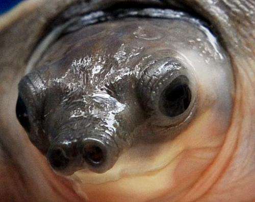 A baby pig-nosed turtle is pictured in Hong Kong, on October 4, 2011