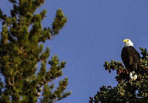 A Bald Eagle perches in a tree on October 8, 2012 in Yellowstone National Park in Wyoming