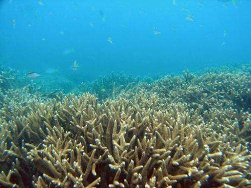 A barren section of Australia's Great Barrier Reef, which scientists have warned could be killed by global warming within decade
