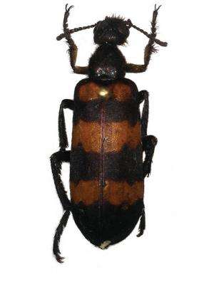 A beetle named Marco Polo