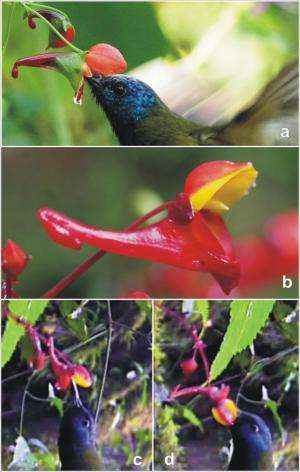 A bird-pollinated flower with a rather ingenious twist