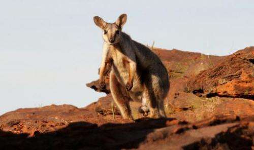 A black-flanked rock wallaby. Australia's big kangaroos are thriving, but wildlife campaigners fear for their smaller cousins