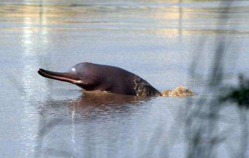 A blind dolphin swims in the Indus river in the southern Pakistani city of Sukkur on September 13, 2014