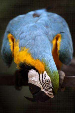 A blue and yellow macaw, one of an endangered native species of Amazonian fauna, is protected at a nature reserve in Manaus, nor