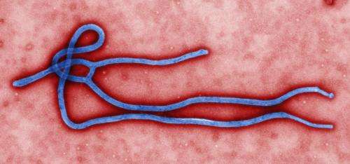As Ebola kills some, it may be quietly immunizing others