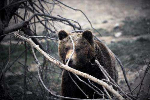A brown bear  plays in a sanctuary near the village of Mramor, Serbia on March 1, 2014