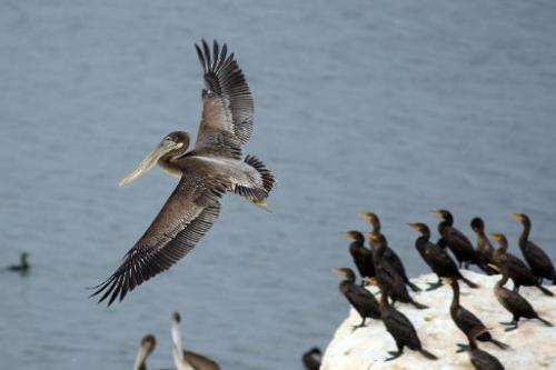 A brown pelican lands on Mullet Island near Calipatria, California on July 3, 2011