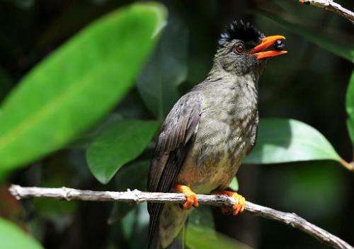 A Bulbul sits on a branch at a nature reserve on Praslin island in the Seychelles. Another bird, the black parrot, is feared to 
