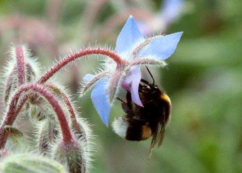 A bumblebee gathers pollen on a flower in the suburbs of Paris in July 2013