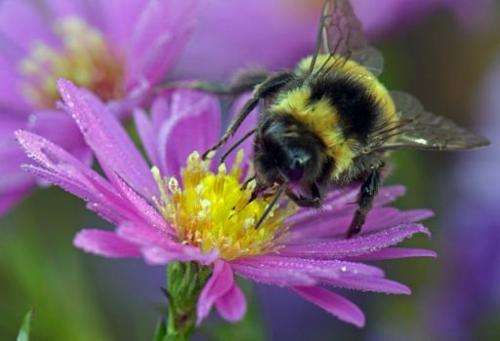 A bumblebee sits on a blooming aster in Nochten, eastern Germany  in October 2013
