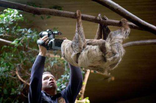 A cameraman films a sloth at the zoo in Dresden, eastern Germany, on January 16, 2014